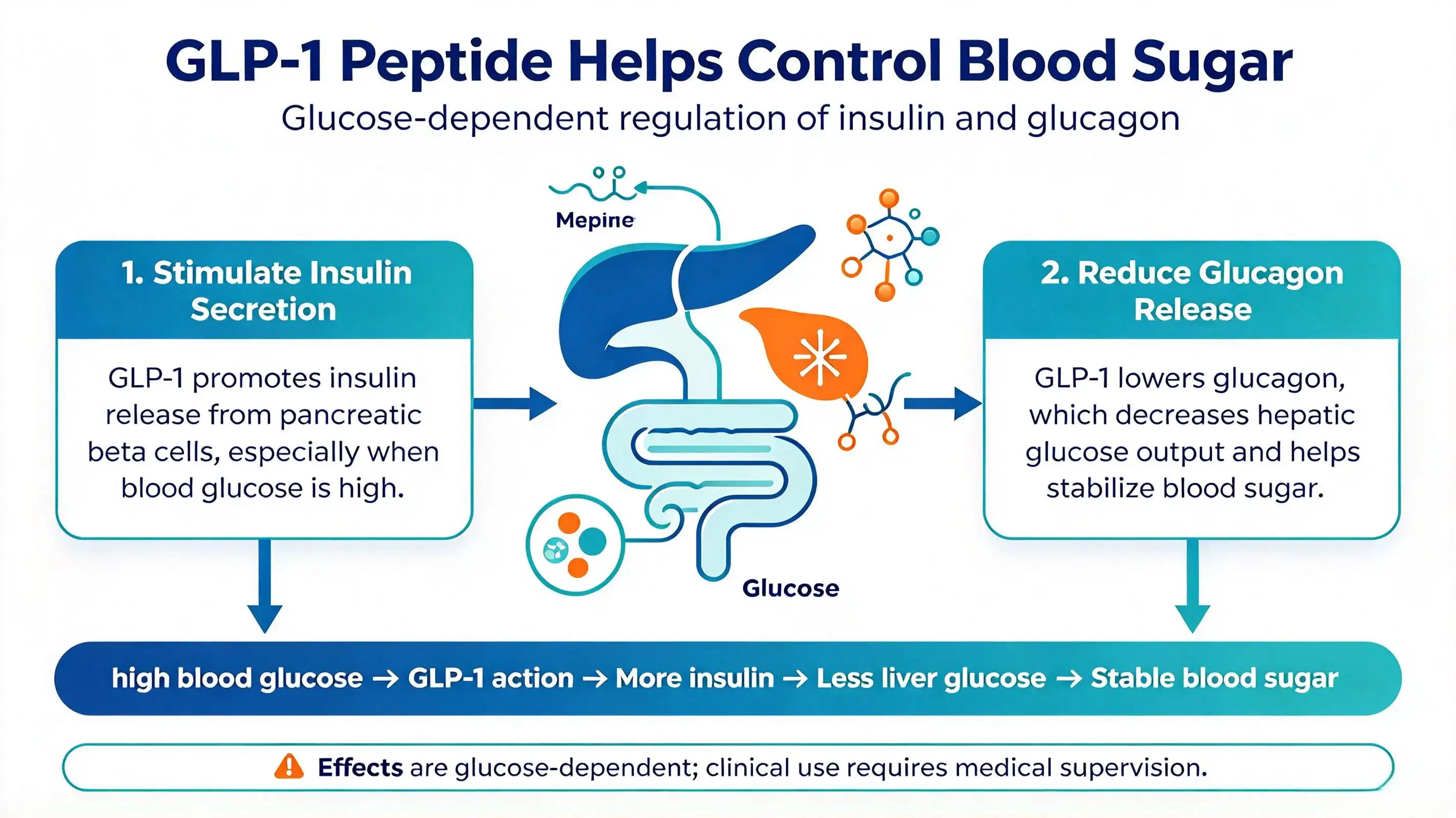 How GLP-1 Peptide Helps Control Blood Sugar and Appetite? How GLP-1 Peptide Helps Control Blood Sugar and Appetite?